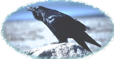 Native West Press - Raven
